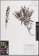 Foto von Salix eleagnos Scop.